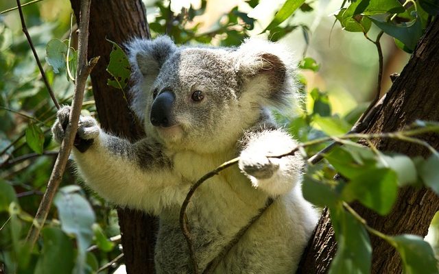 L'eucalyptus est-il toxique ?