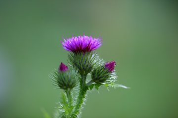 Milk Thistle : Side Effects Interactions