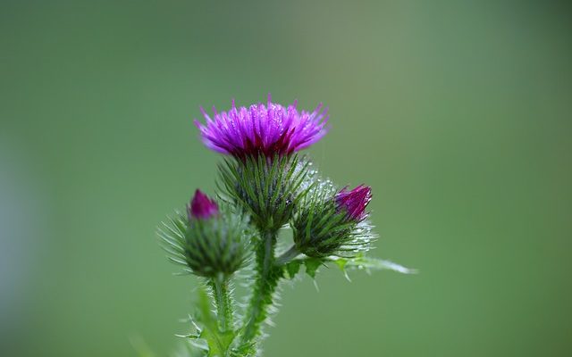 Milk Thistle : Side Effects Interactions
