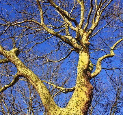 Mon sycomore pourrit et les branches meurent.