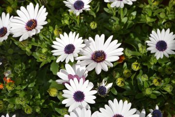 Plantes avec des fleurs blanches et des épines.