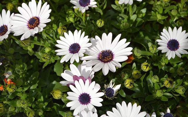 Plantes avec des fleurs blanches et des épines.