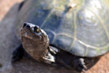 Que mangent les térrapins ?