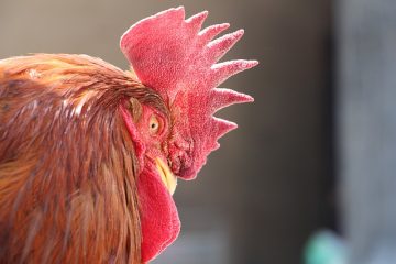 Qu'est-ce qui fait peur aux oiseaux ?