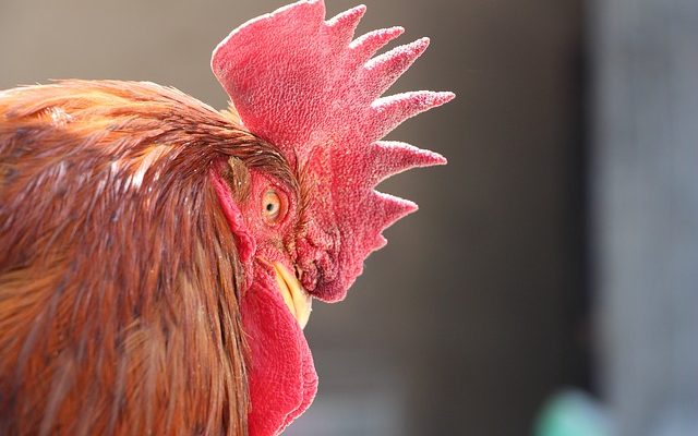 Qu'est-ce qui fait peur aux oiseaux ?