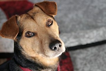 Remède maison pour répulsif contre les moustiques pour chiens.