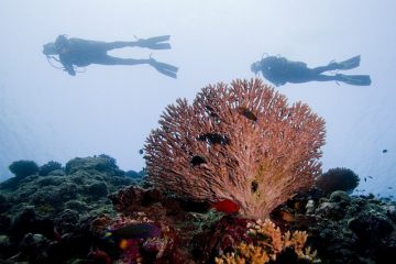 Salaires des instructeurs de plongée sous-marine