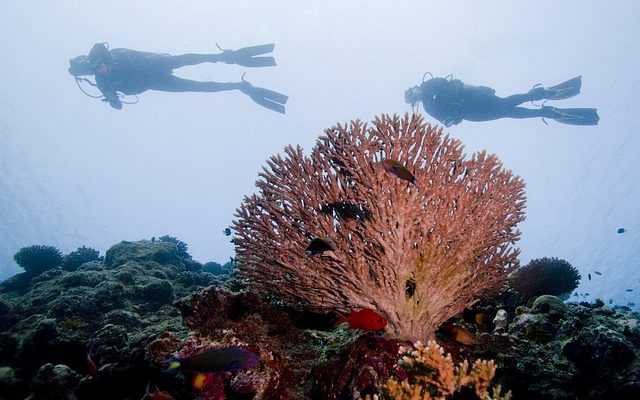 Salaires des instructeurs de plongée sous-marine