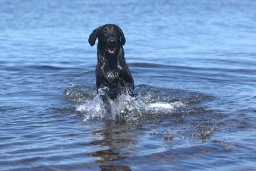 Scanners IRM pour chiens