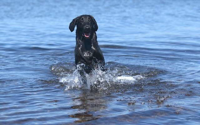 Scanners IRM pour chiens