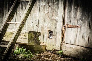 Sécurité des échelles pour chats