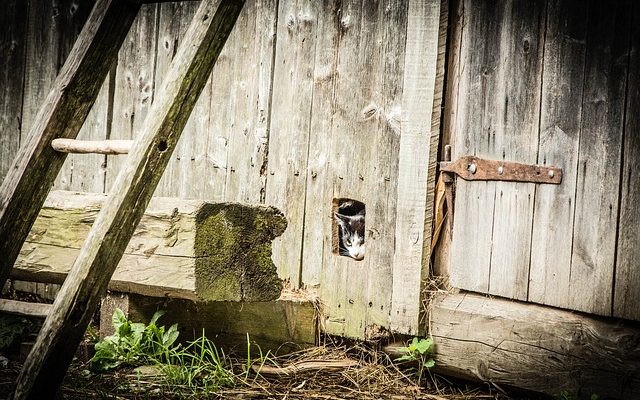 Sécurité des échelles pour chats