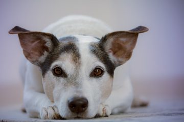 Signes de grossesse dans un Jack Russell