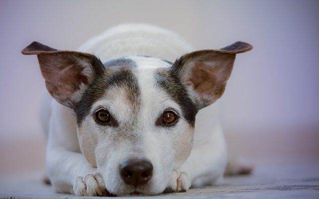 Signes de grossesse dans un Jack Russell