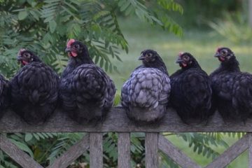 Types de coqs et poules