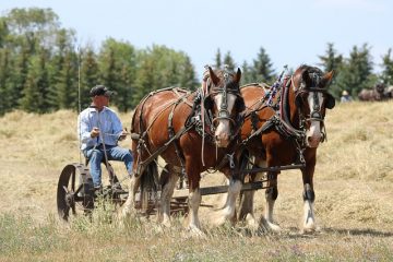 À quelle fréquence devrais-je vermifuger mon cheval et quel type de ver devrais-je utiliser ?