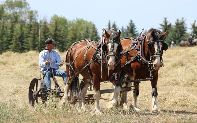 À quelle fréquence devrais-je vermifuger mon cheval et quel type de ver devrais-je utiliser ?