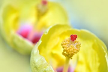 A quoi sert le thé Hibiscus ?