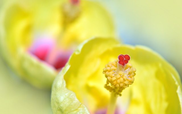 A quoi sert le thé Hibiscus ?