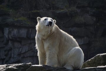 Activités pour l'artisanat de l'ours polaire en préscolaire