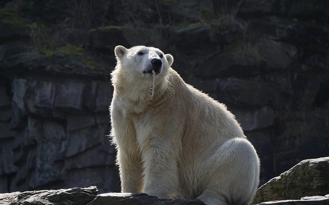 Activités pour l'artisanat de l'ours polaire en préscolaire