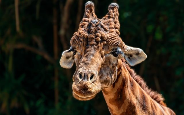 Adaptations de survie d'une girafe