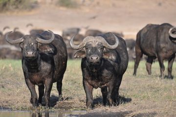 Animaux amazoniens en voie de disparition