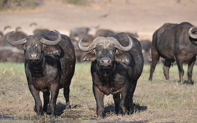 Animaux amazoniens en voie de disparition