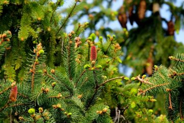 Brûlure des rameaux de pin sur le sapin coréen