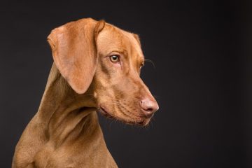 Combien les dresseurs de chiens gagnent-ils par an ?