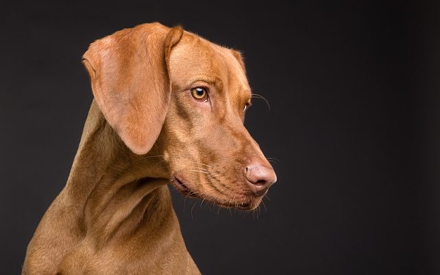 Combien les dresseurs de chiens gagnent-ils par an ?