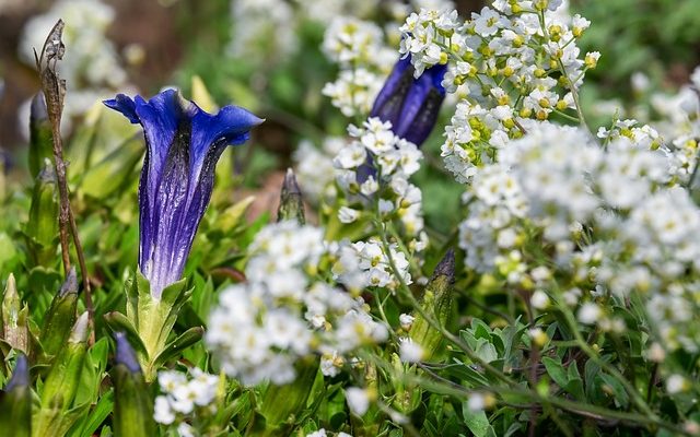 Comment blanchir les couronnes dentaires