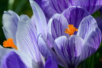 Comment croiser les fleurs à pollinisation croisée