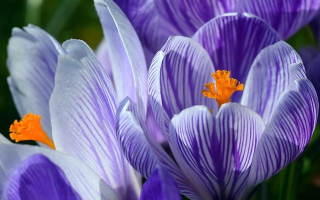 Comment croiser les fleurs à pollinisation croisée