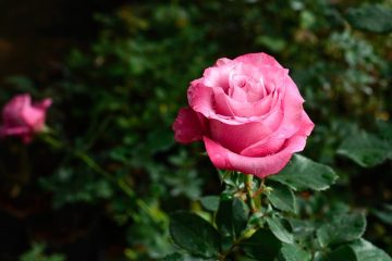 Comment disposer les roses dans un bol de roses