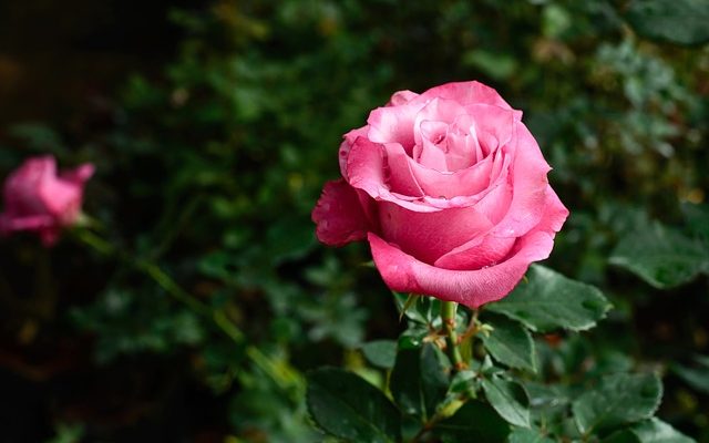 Comment disposer les roses dans un bol de roses