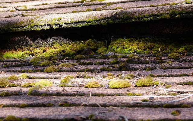 Comment enlever la mousse de l'asphalte