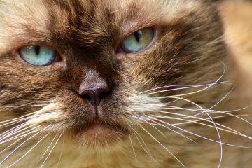 Comment enlever l'huile des poils de chat