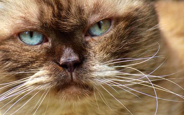 Comment enlever l'huile des poils de chat