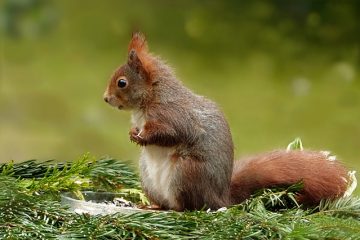 Comment entraîner les écureuils gris