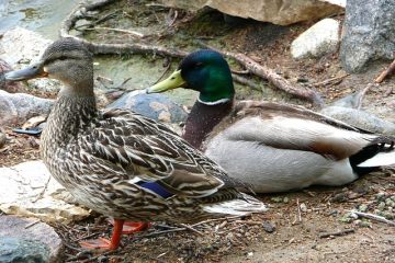 Comment faire éclore les œufs de canard naturellement