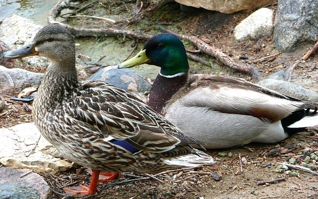 Comment faire éclore les œufs de canard naturellement