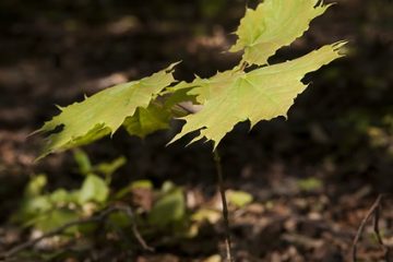 Comment faire pousser des érables à l'intérieur des maisons