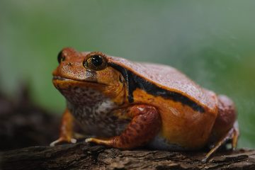 Comment garder une fausse grenouille aux tomates