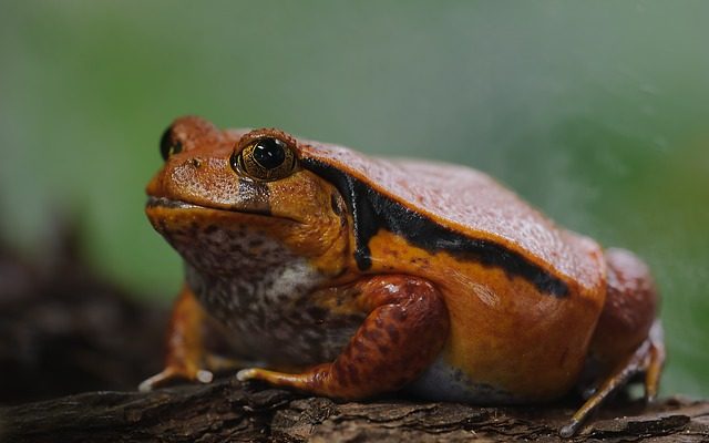 Comment garder une fausse grenouille aux tomates