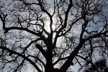 Comment identifier le bois de chêne