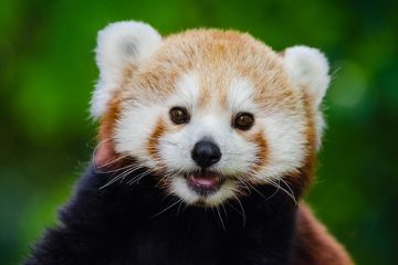 Comment les pandas géants s'occupent-ils de leurs jeunes ?