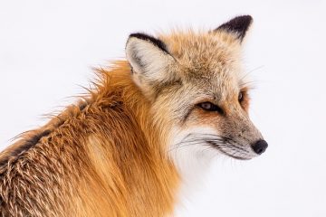 Comment localiser une tanière de renard