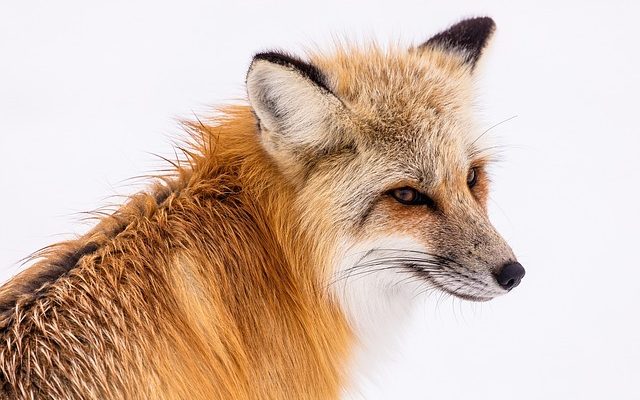 Comment localiser une tanière de renard