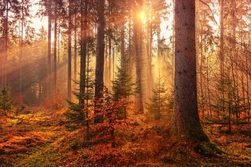 Comment peindre le bois à grain final